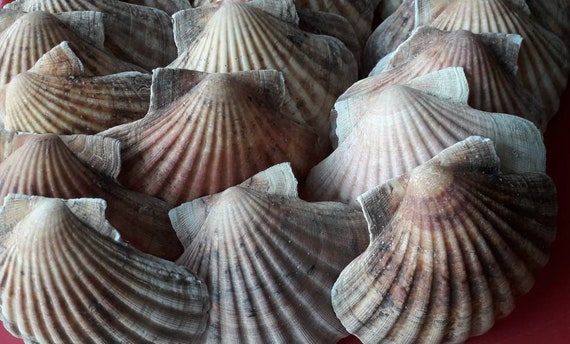Lot 10 Coquilles saint jacques, purifier pierres,coquille st jacques,coquille saint jacques normandes,veritable coquille saint-jacques