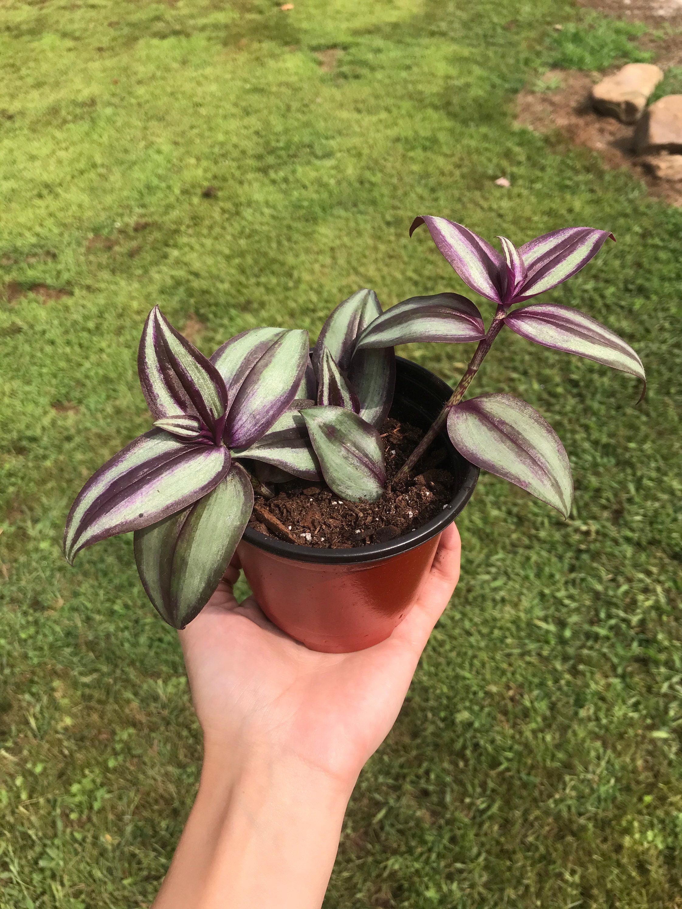 Tradescantia Zebrina Plant Etsy