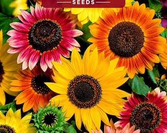 Girasole ornamentale, varietà miste colorate, 1 kg di semi