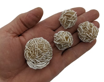 May include: Four brown and white desert rose formations, also known as sand roses, are displayed on a person's hand. The formations are approximately 5 cm in diameter.