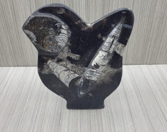 Orthoceras