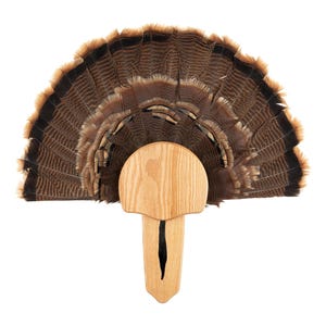 May include: A turkey fan mount featuring a natural turkey fan with brown, black, and tan feathers. The fan is mounted on a light-colored wooden plaque with a rounded top and a vertical slot.