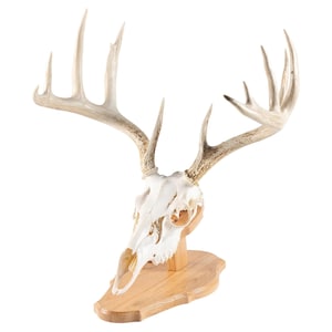 May include: A deer skull with large antlers, mounted on a wooden plaque. The skull is off-white, and the antlers are a light tan color. The wooden plaque is a light brown color. The antlers have multiple points.