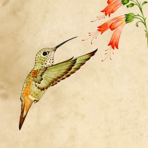 Joy of Hummingbird (Miniature, Traditional Turkish/Persian art)