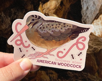 American Woodcock Sticker