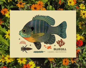Bluegill Art Print