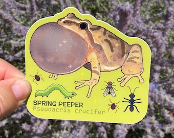 Spring Peeper Frog Sticker | Pseudacris Crucifer Amphibian Art