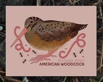 Woodcock & Worms Art Print