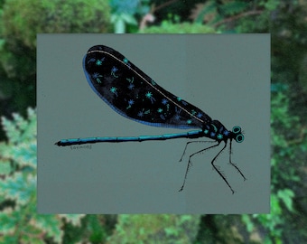 Damselfly Art Print