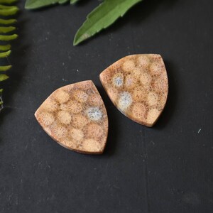 Könnte beinhalten: Zwei versteinerte Korallen-Cabochons in Dreiecksform mit einem hellbraunen und weißen Muster.