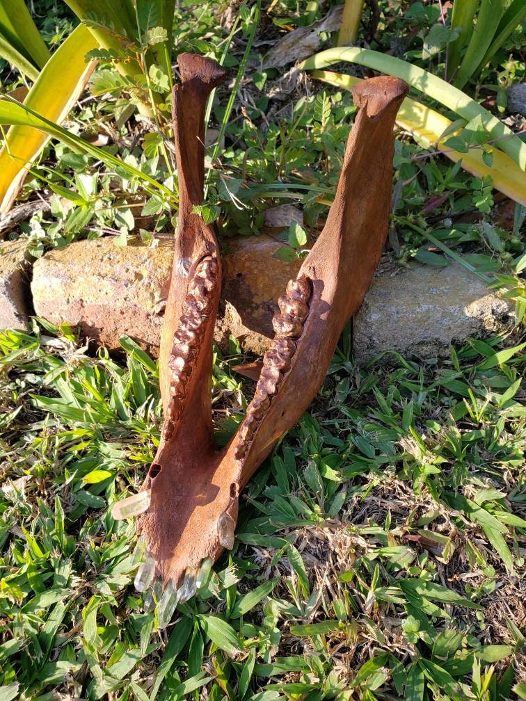 Crystallized Hog Jaw Etsy