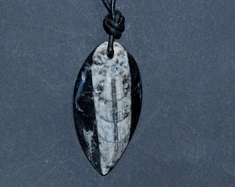 3d poliert Fossil Orthoceras Halskette-Anhänger-Carving-Devon Marokko 