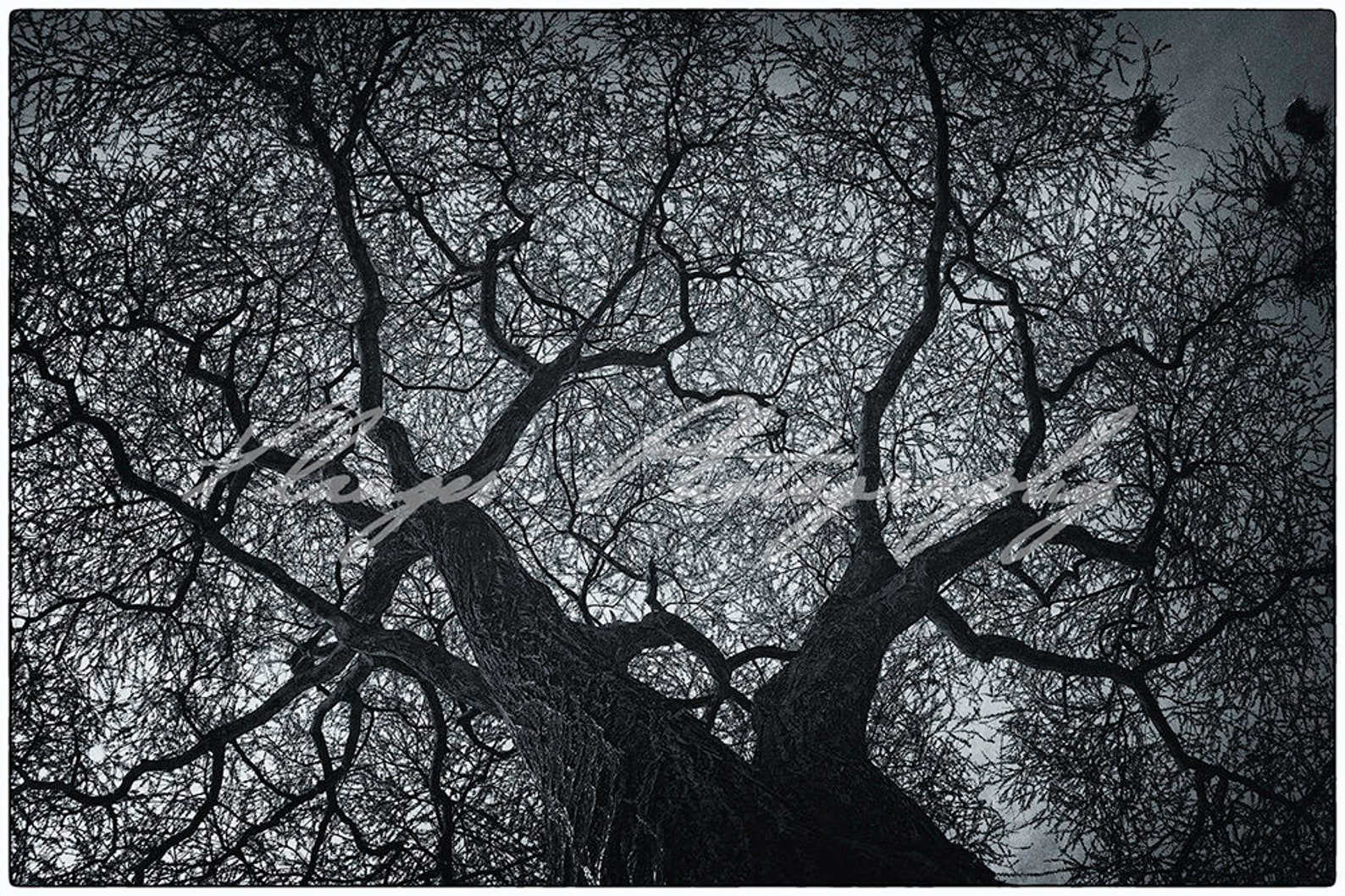 Black and White Image of an Acacia Tree From Below. Etsy