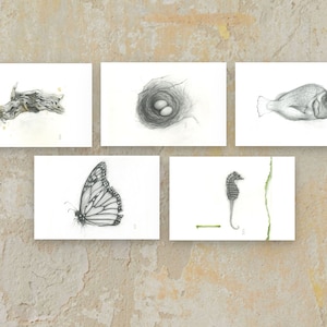 4 "x 6" Natur Illustration Postkarten Serie 1
