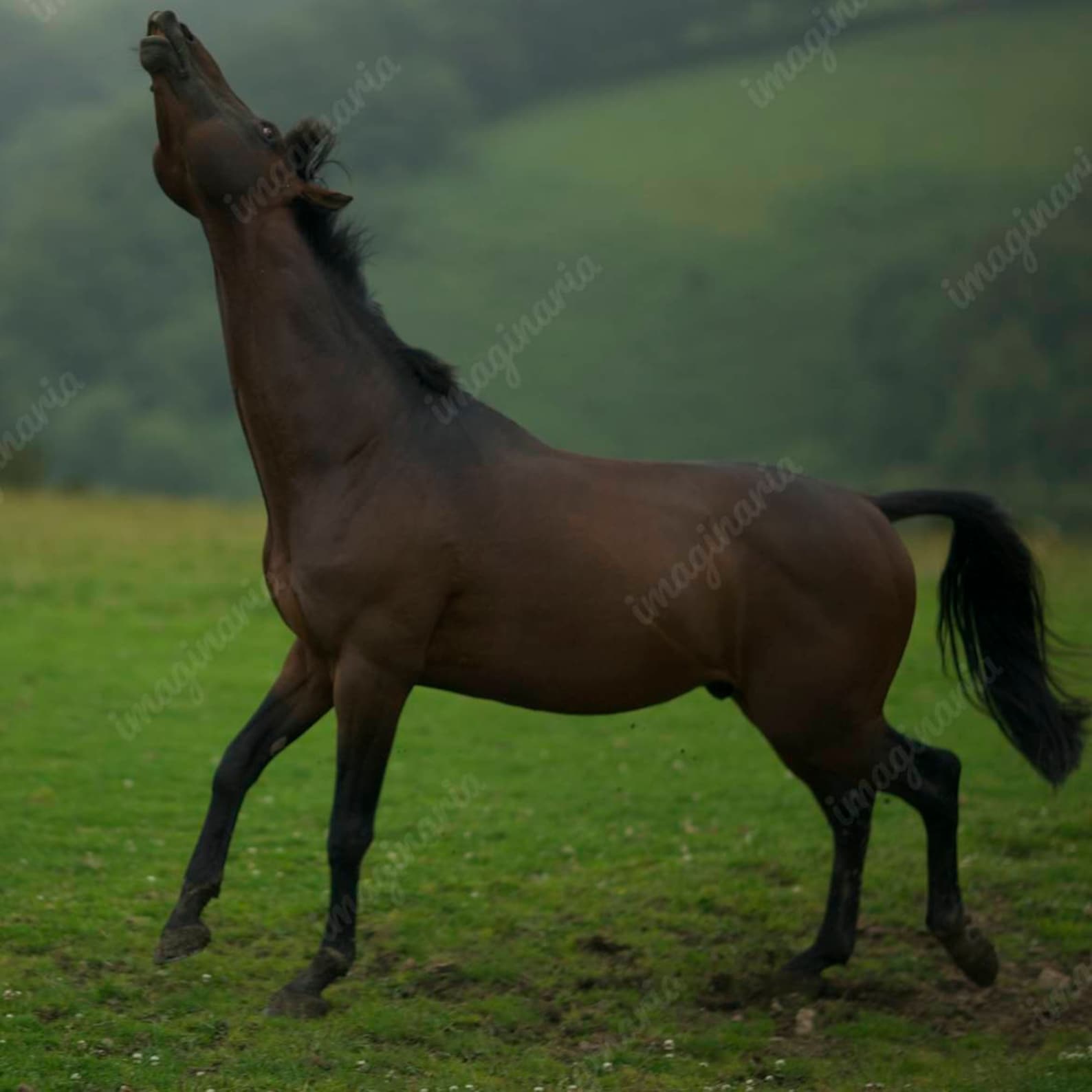 Photograph of Horse Looking up original Digital File Available Etsy