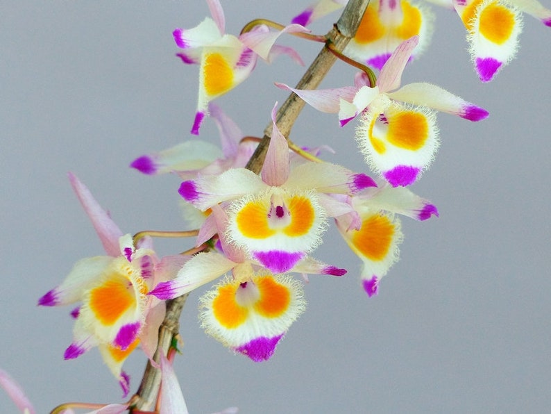 Dendrobium devonianum 1 orchid for home decore and collection 画像 1