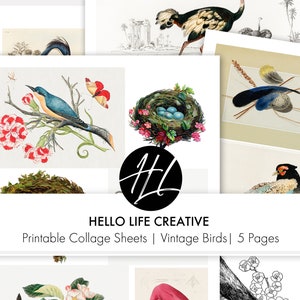 VINTAGE BIRDS PRINTABLE! Digikit Digital Download 5 Pages Printable