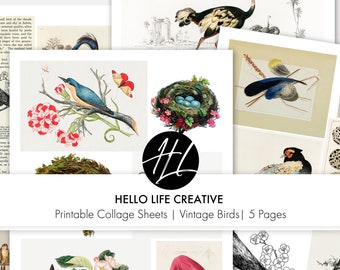 VINTAGE BIRDS PRINTABLE! Digikit Digital Download 5 Pages Printable
