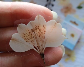 Set of pressed white flower stickers