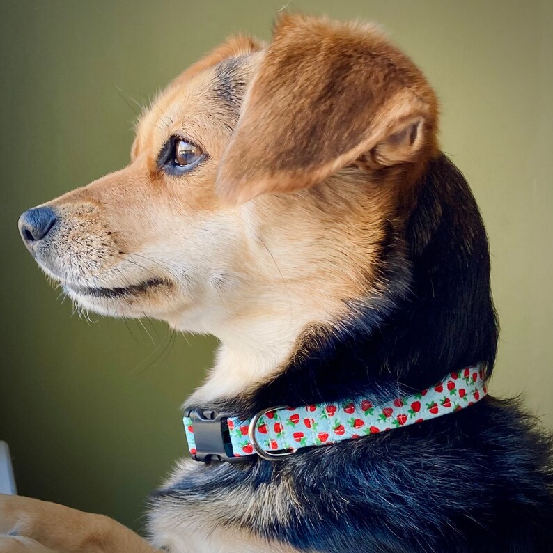 Striped Dog Collar, Handmade, Fabric Covered Nylon Webbing Core Blue Stripes image 4