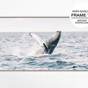 Puede incluir: Una ballena jorobada rompe la superficie del océano, su cola y su cuerpo son visibles contra el agua azul. La ballena está en el aire, con la boca abierta y las aletas extendidas.