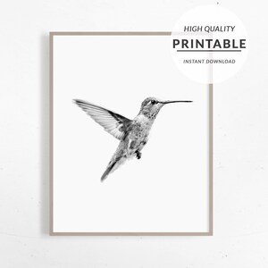 Affiche Colibri, Poster Colibri, Affiche à Imprimer, Telechargement Immediat, Affiche Oiseaux, Photo Animal Noir Blanc, Noir et Blanc