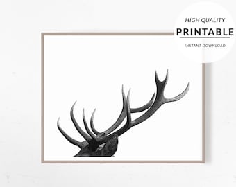 Deer Print, Stag Print, Deer Poster, Nature Photography, Forest Animal Wall Art, Stag Wall Art, Animal Art Print, Deer Photo, Wall Decor