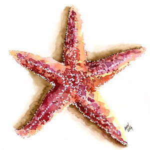 Starfish art print of a drawing available 5x7 or 8x10