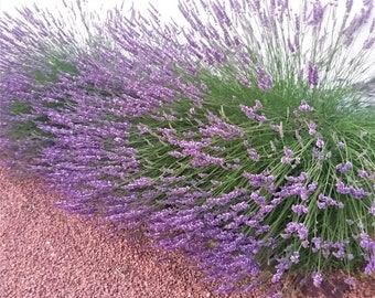 25 gramos de lavanda seca