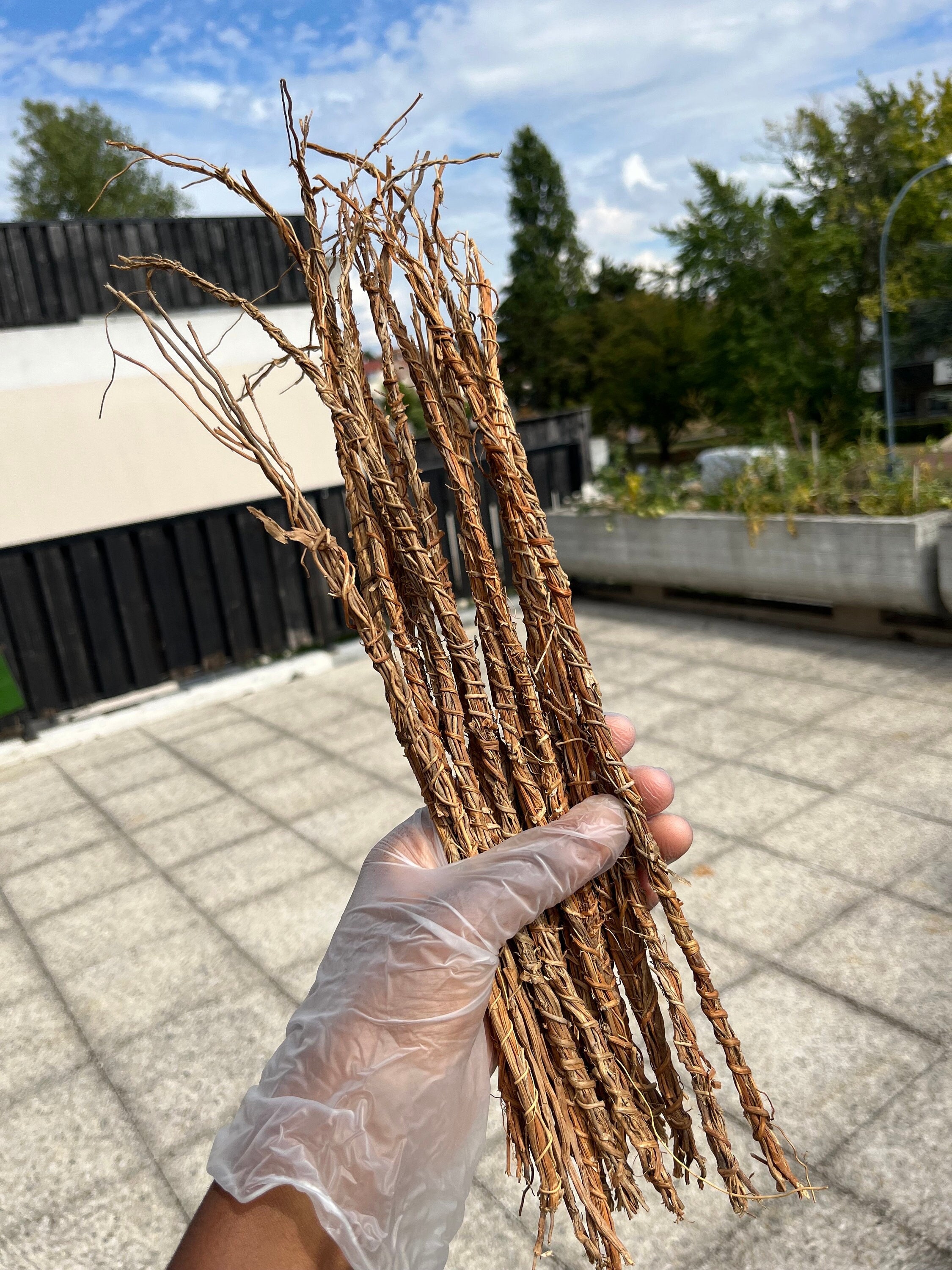 KHAMARE (Roots of Vetiver/Gongoli) 16 Large STEMS