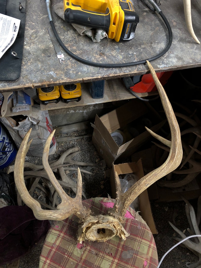 Funky Brown Mule Deer Rack - Etsy