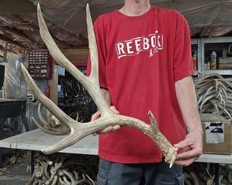 Huge 84” mule deer shed antler