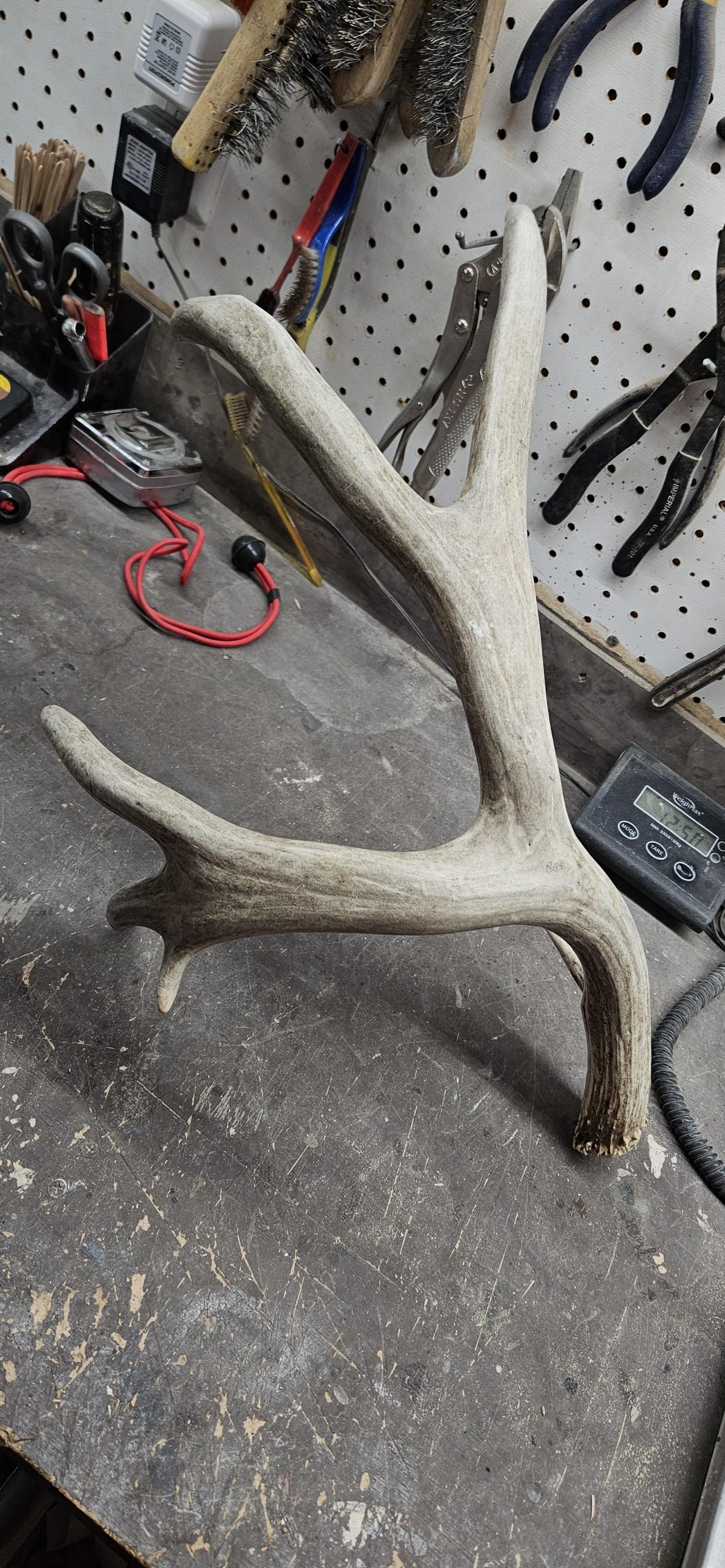 Huge 80 Mule Deer Shed Antlers Rack - Etsy