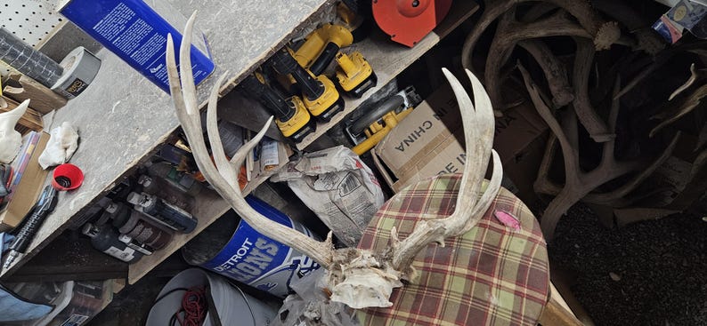 Big Freak Mule Deer Rack - Etsy