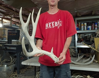 Huge 87-88” mule deer shed antler