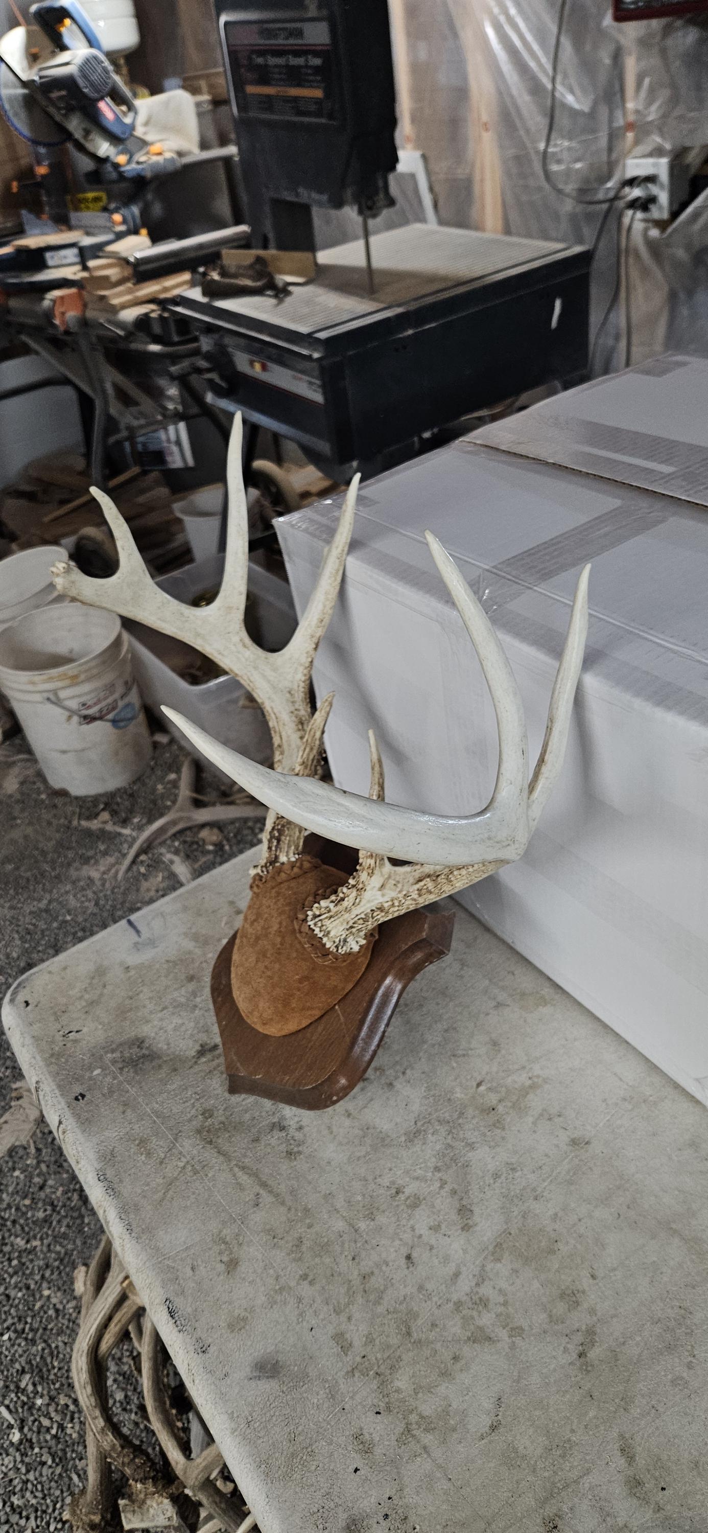 Big Whitetail Deer Rack Shed Antlers - Etsy