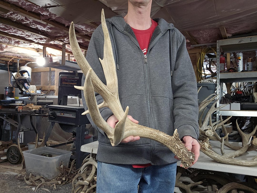 Huge 86” Mule Deer Shed Antlers Rack - Etsy