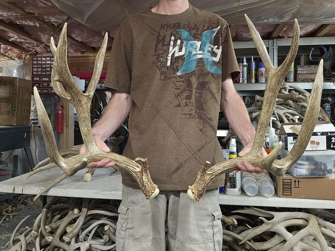 Huge 184” Mule Deer Sheds Antlers Rack - Etsy