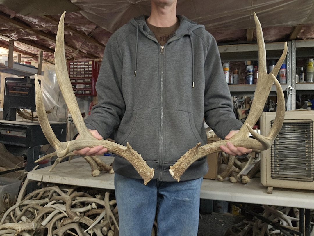 Huge 160s Mule Deer Sheds Antlers Rack - Etsy