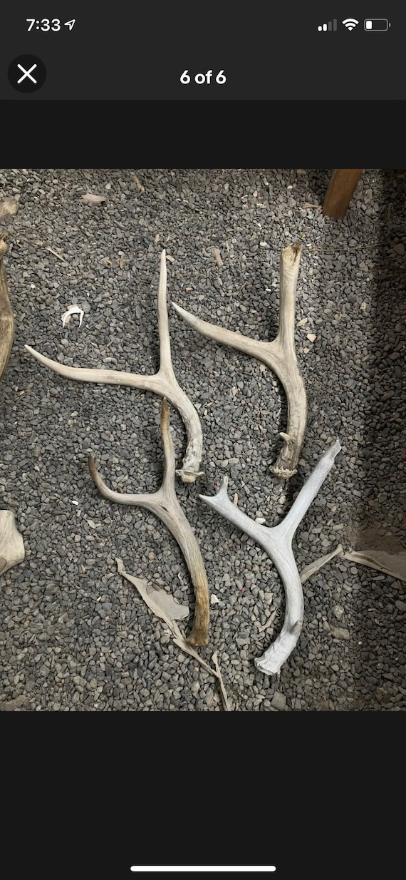 10 Lbs of Wild Deer Antler-Horn-Sheds-Home Decor 