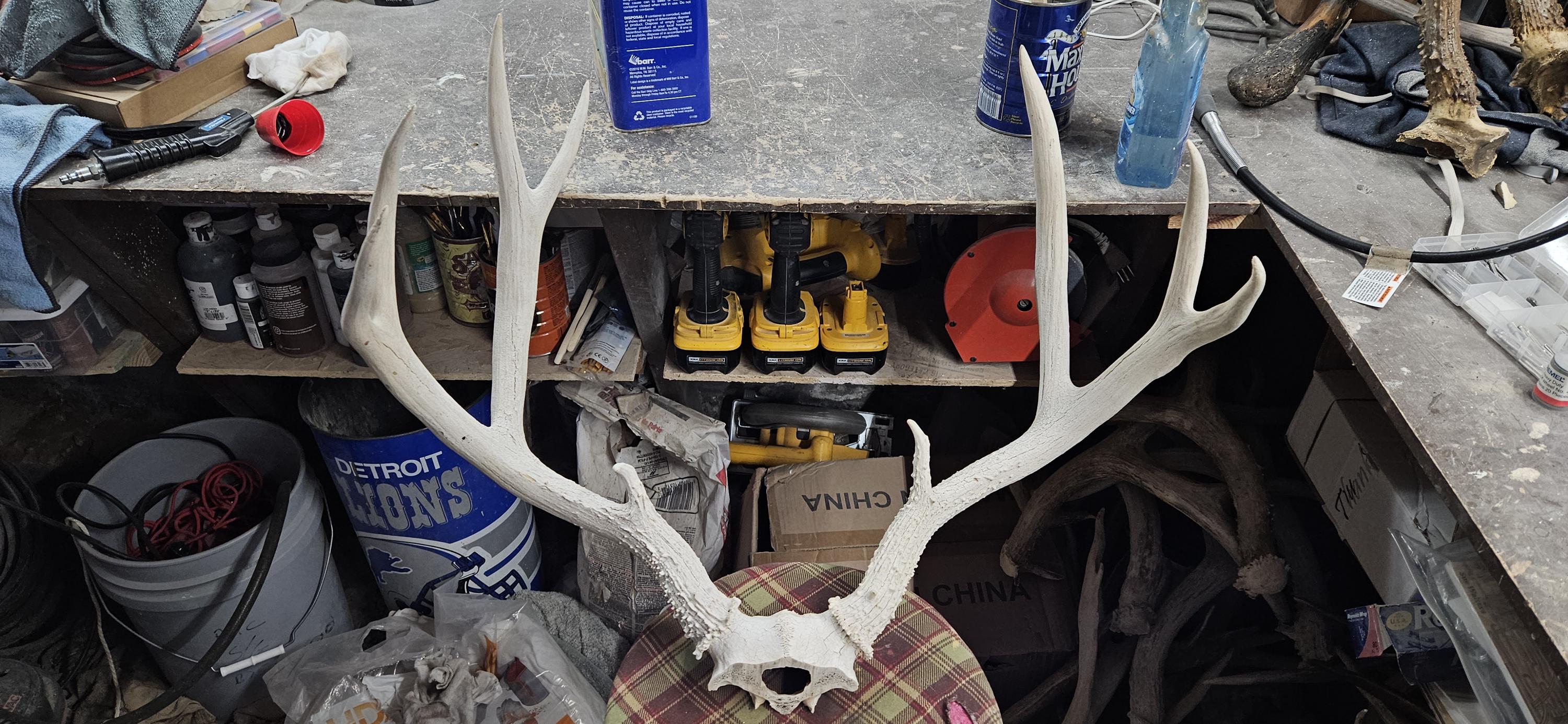 Big Mule Deer Rack - Etsy