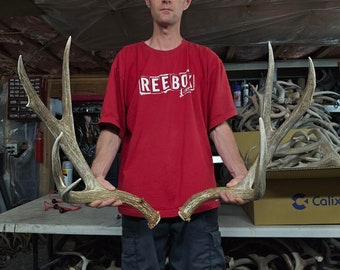 Huge 165&quot; mule deer shed antlers rack