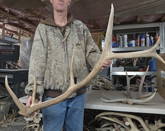 Big elk shed antler