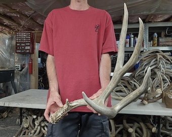Huge 82&quot; mule deer shed antlers rack