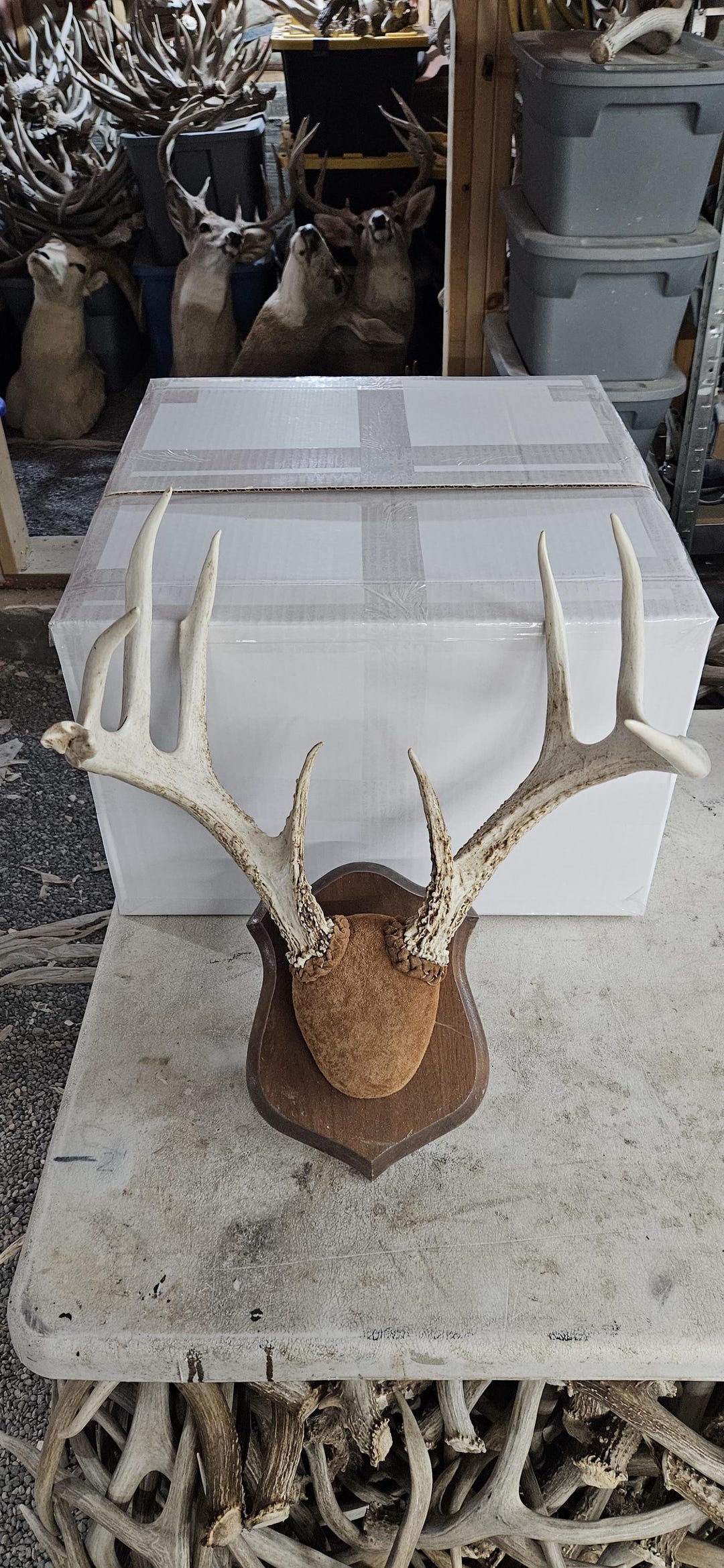 Big Whitetail Deer Rack Shed Antlers - Etsy