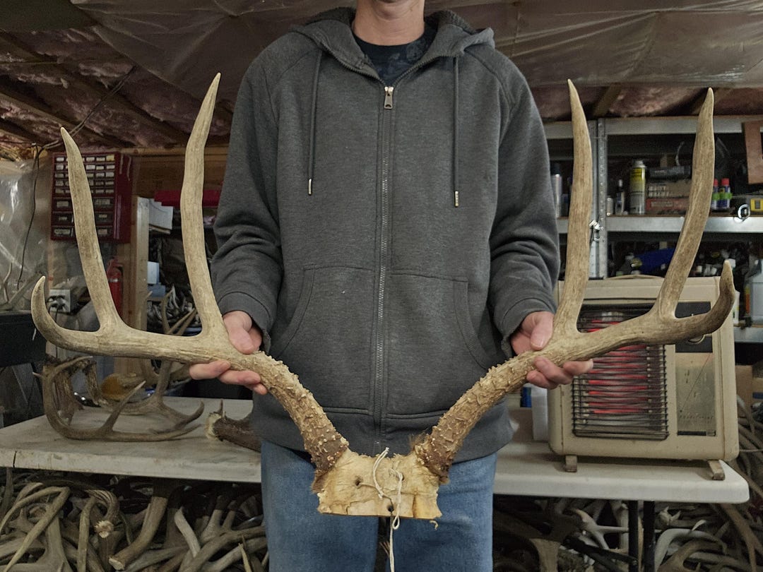 Big Mule Deer Rack - Etsy
