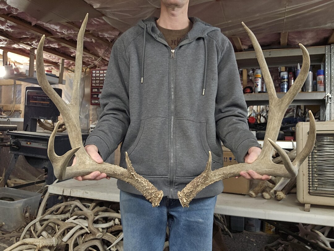 Basket Rack Deer Huge 160s Mule Deer Antlers Rack - Etsy
