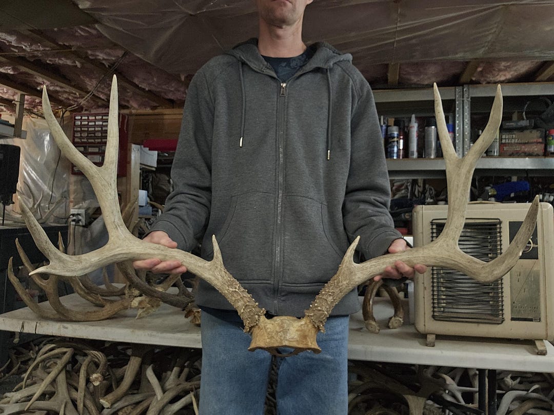 Huge Mule Deer Rack - Etsy