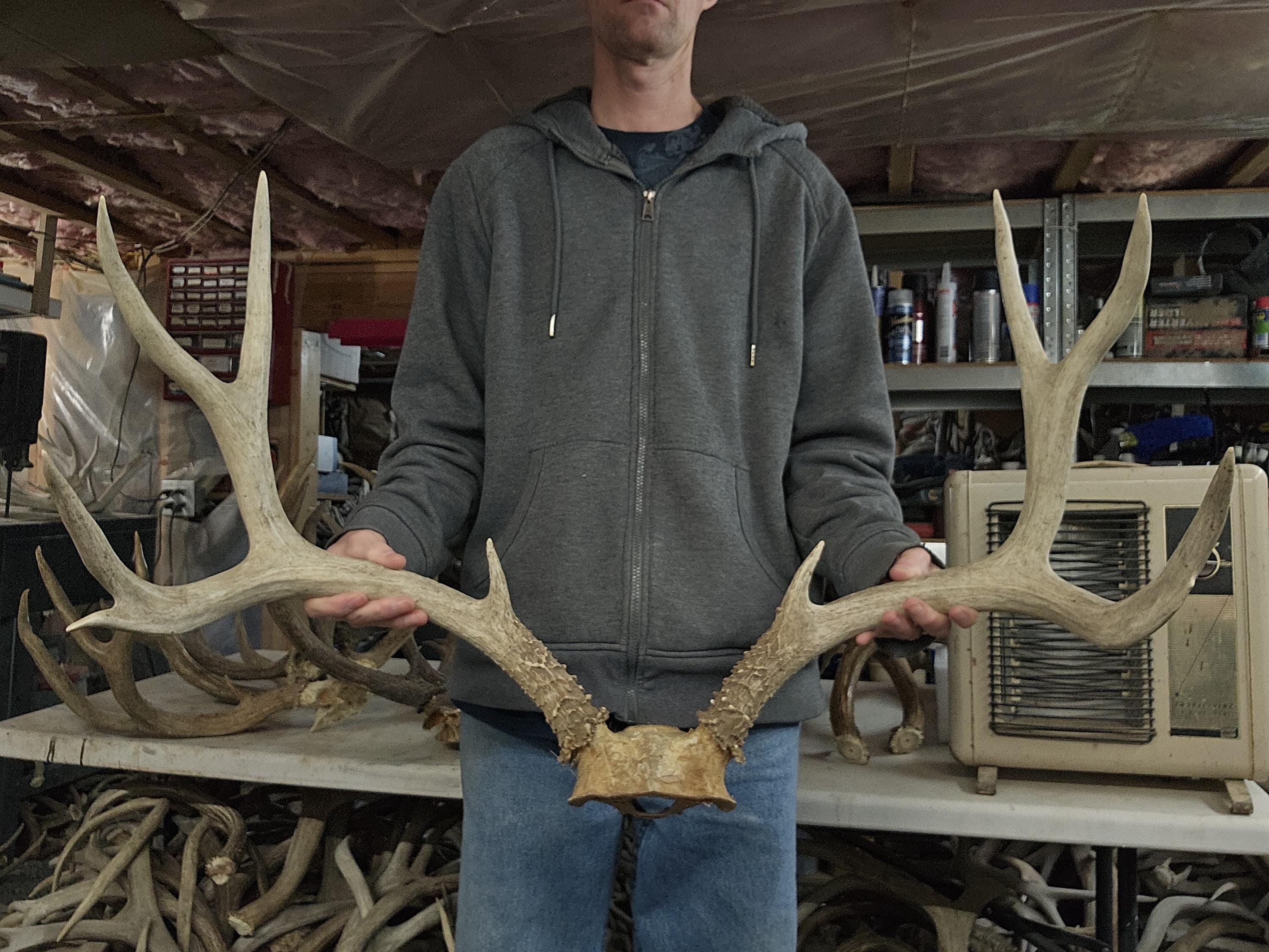 Huge Mule Deer Rack - Etsy