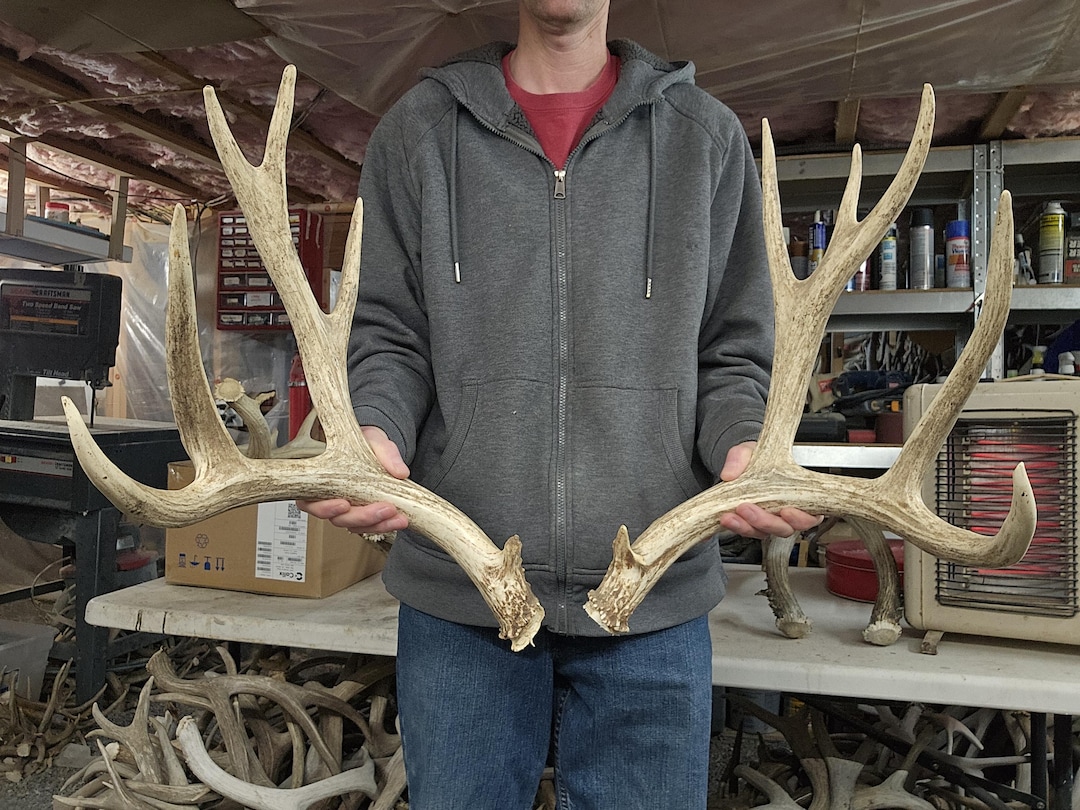 Basket Rack Deer Huge 178” Mule Deer Antlers Rack - Etsy